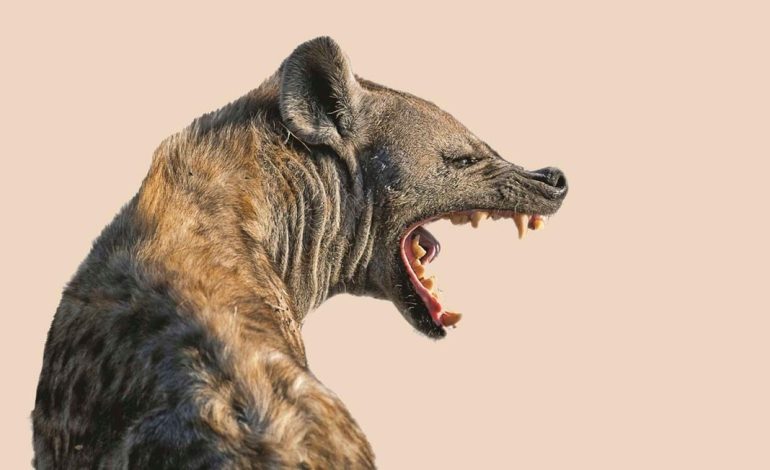 Roaming hyena causes panic in Nakuru