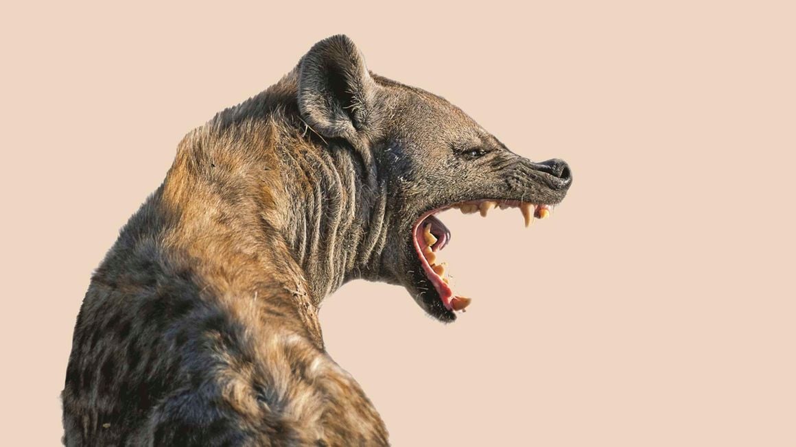 Roaming hyena causes panic in Nakuru