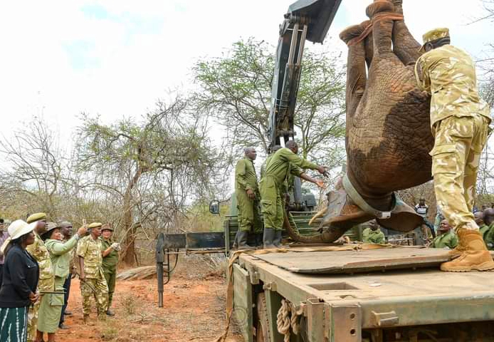 KWS commences translocation of elephants