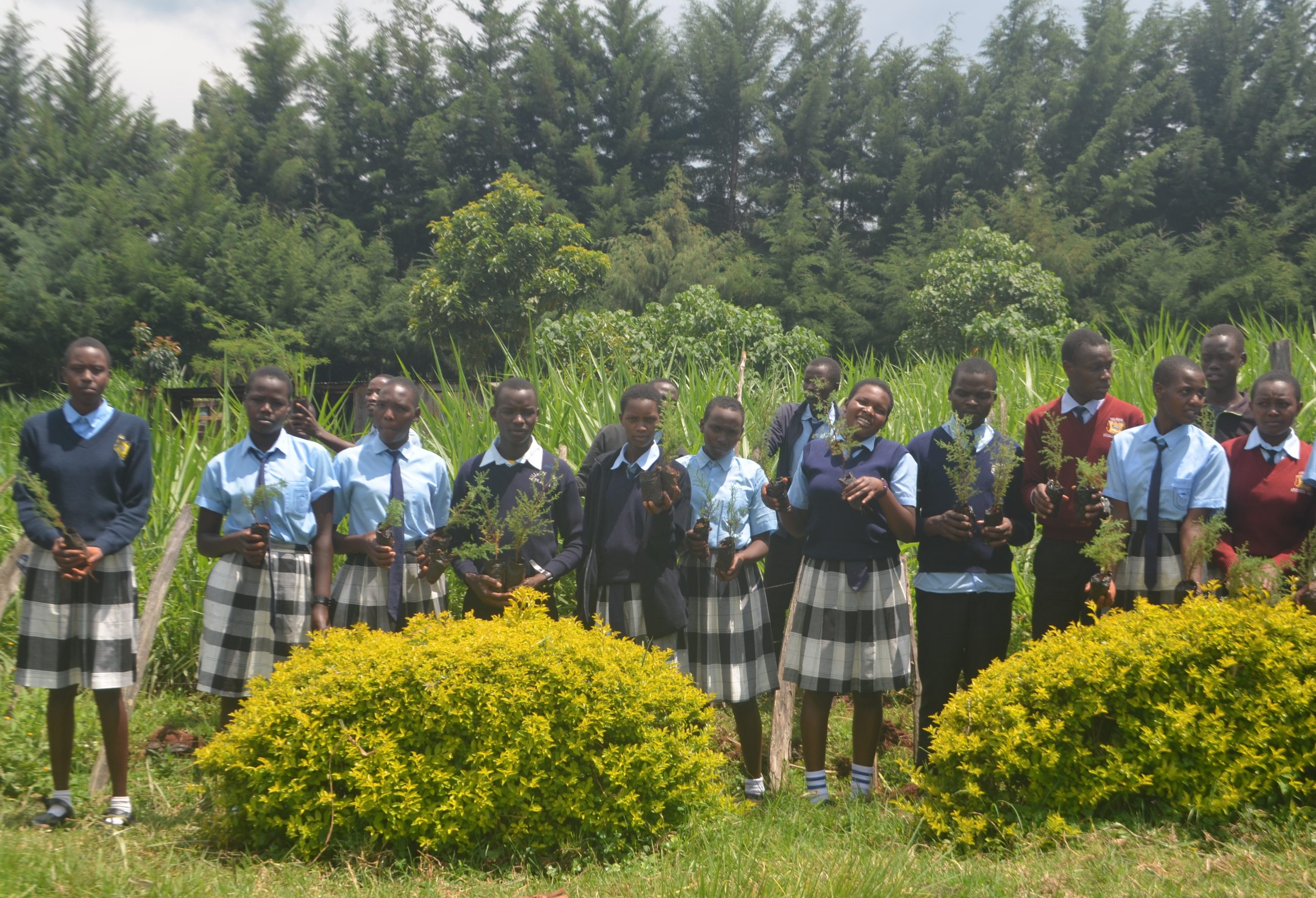 Kericho school launches ambitious tree planting exercise