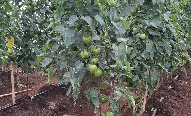 Plans to Establish Kenya School of Agriculture in Advanced stage