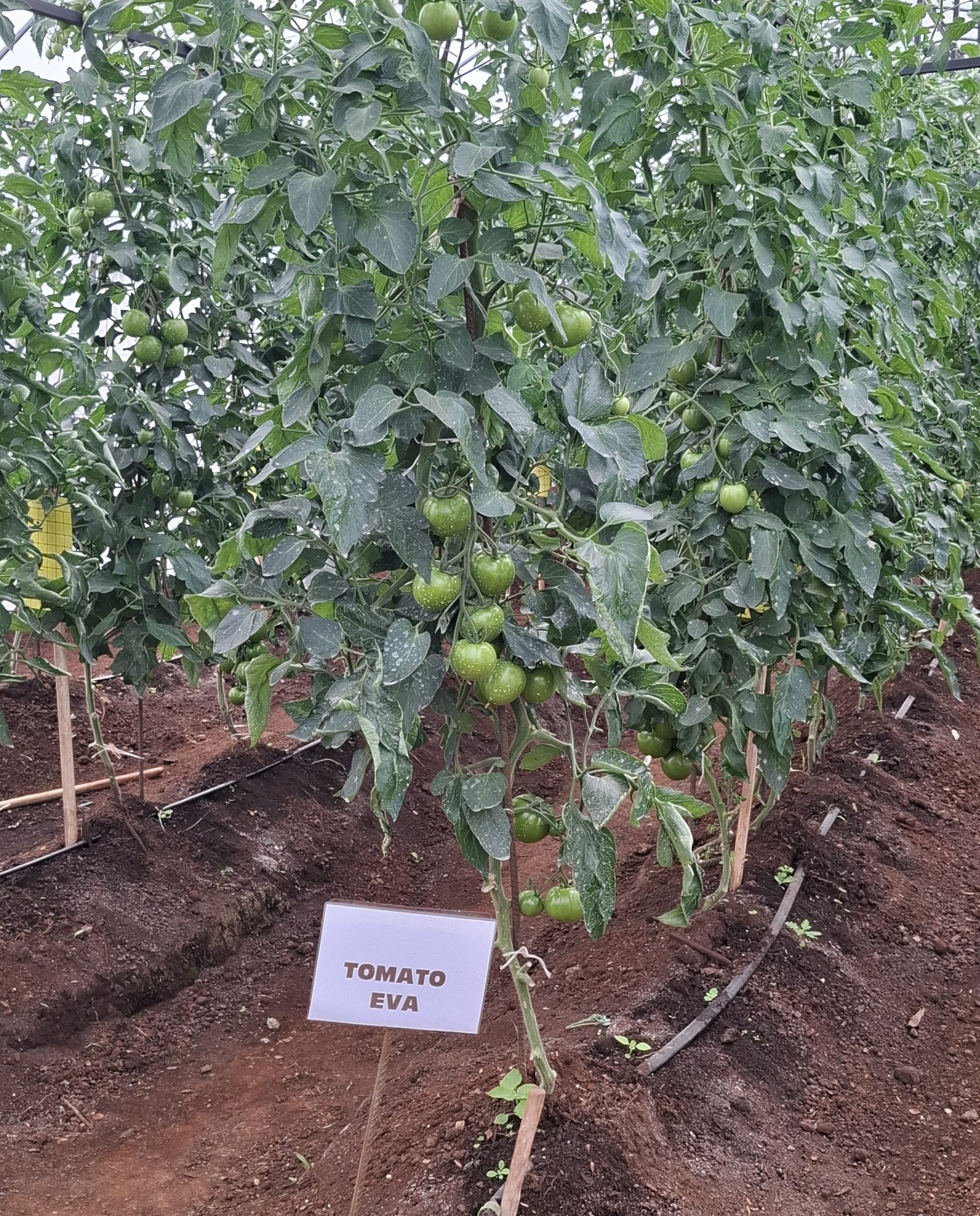 Plans to Establish Kenya School of Agriculture in Advanced stage